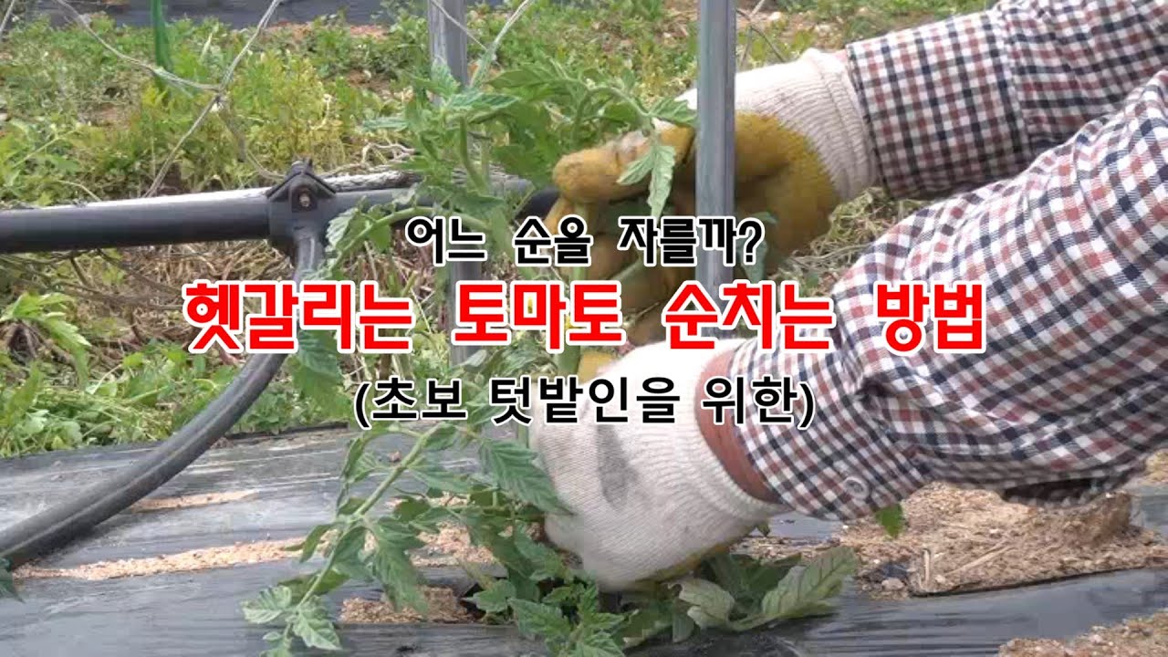 [많이 달리는 텃밭 토마토 재배방법 1부]헷갈리는 토마토 순치는 방법