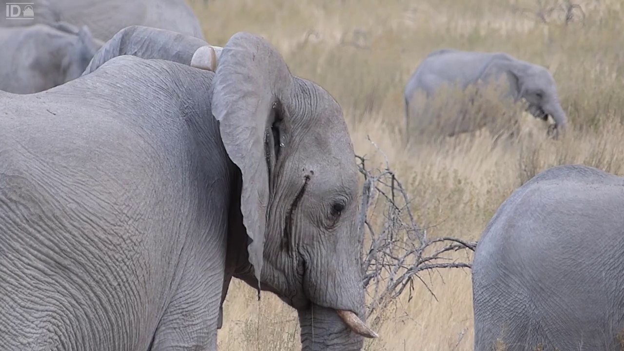 Namibia - Irma De Moor - Natuurdocumentaire Namibië Nederlands gesproken