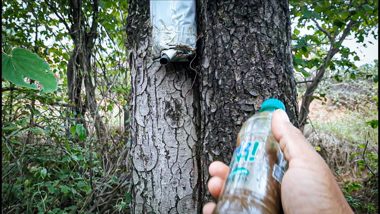 CAPTURAS DE ABELHAS CANUDO E REVISÃO DE ISCAS PET