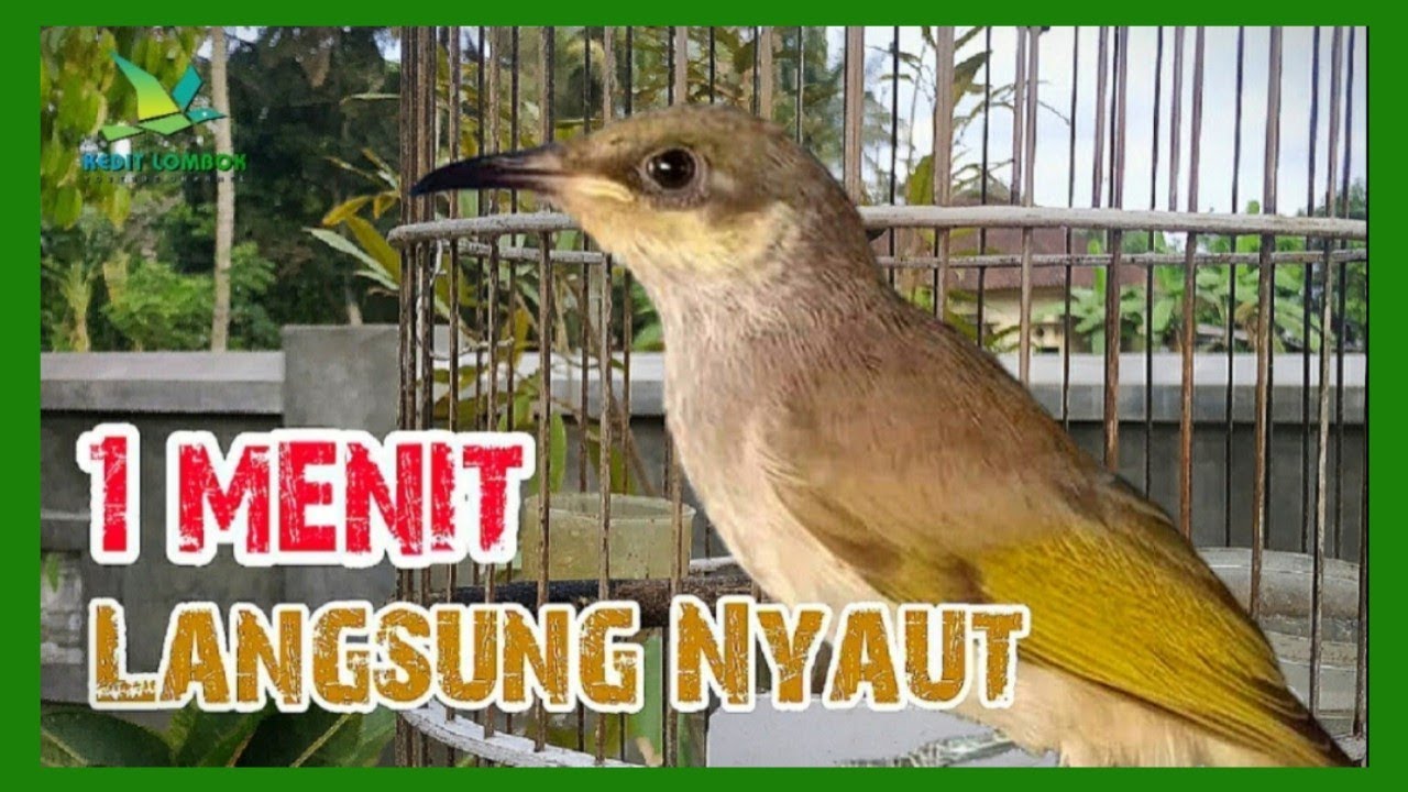 CUCAK KOMBO GACOR NGEPLONG SUARA NEMBAK MANTAP