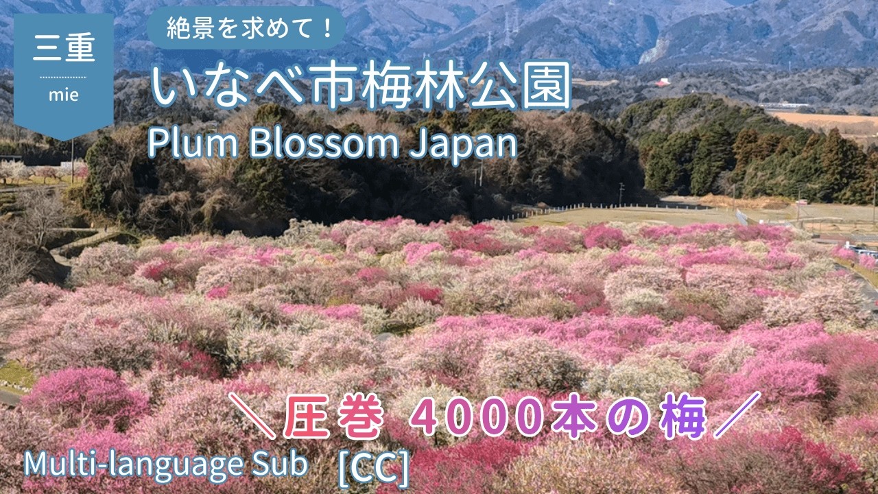 【梅の花絶景】いなべ市梅林公園の梅が満開！鈴鹿山脈を望む広大な花の海へ