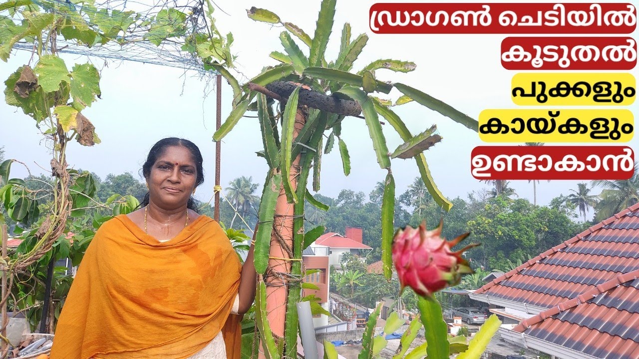 Tips to get more flowers and fruits on dragon plant in a container | Chilli Jasmine | Malayalam