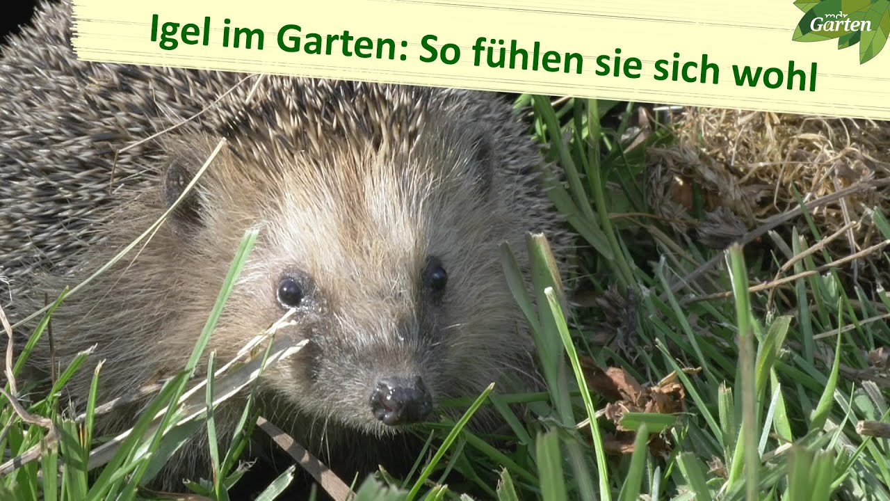 Igel im Garten: So fühlen sich die Tiere wohl und sicher | MDR Garten