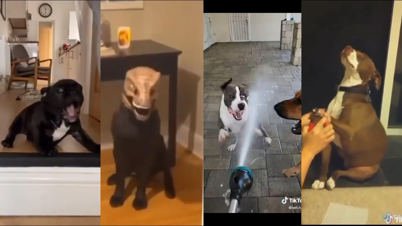 funny Dog Videos - Instagram Reels and Tiktok Videos