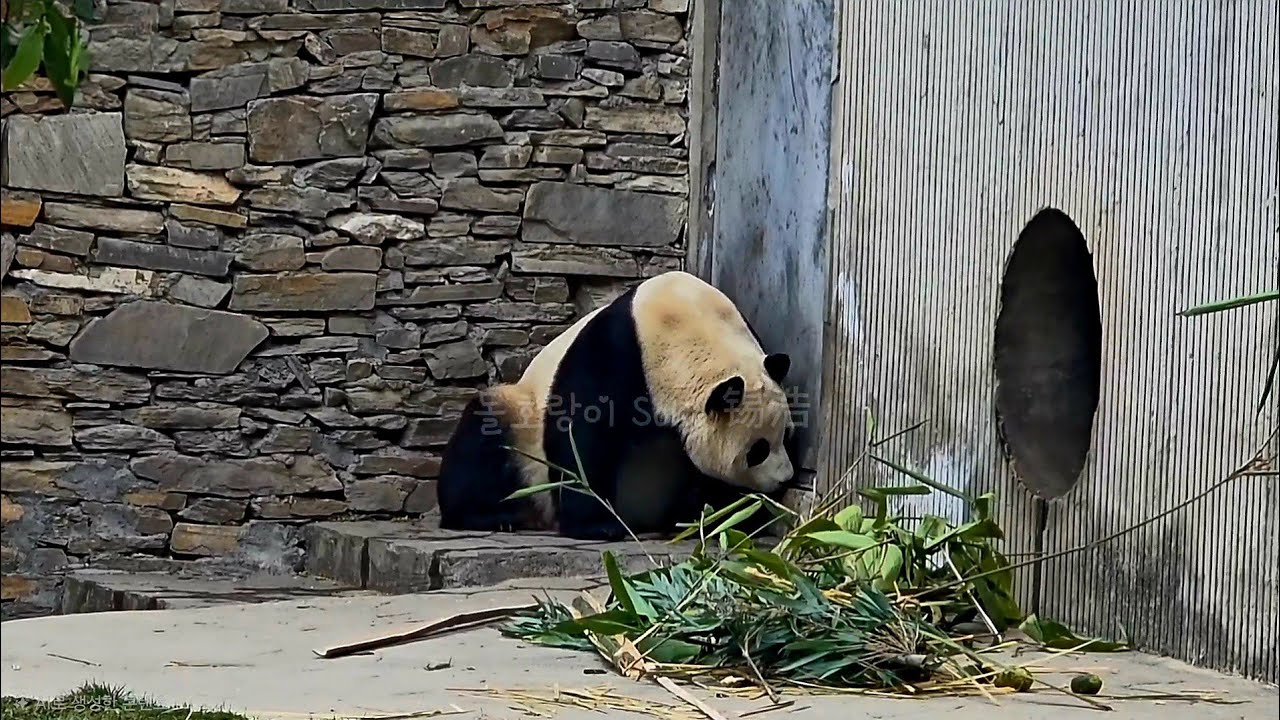 집안 구석 구석 단속 시작한 푸야...?!ㅋㅋ❤️ | 2월 18일 오전 제1편(푸바오 실시간) Panda Fubao
