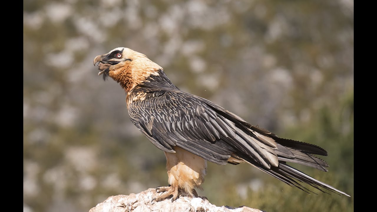 The Bearded Vulture