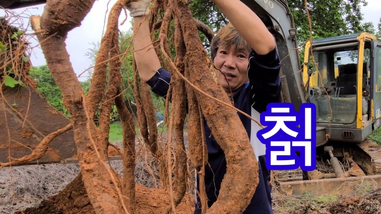 농업용 포크레인으로 우리여보 칡캐주는날~  농업용 굴삭기 인간극장 전원일기  중고 포크레인