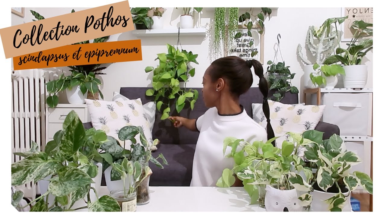 🌱 Le POTHOS: ma grande collection, entretien, astuce brunissement des feuilles, engrais...🌱