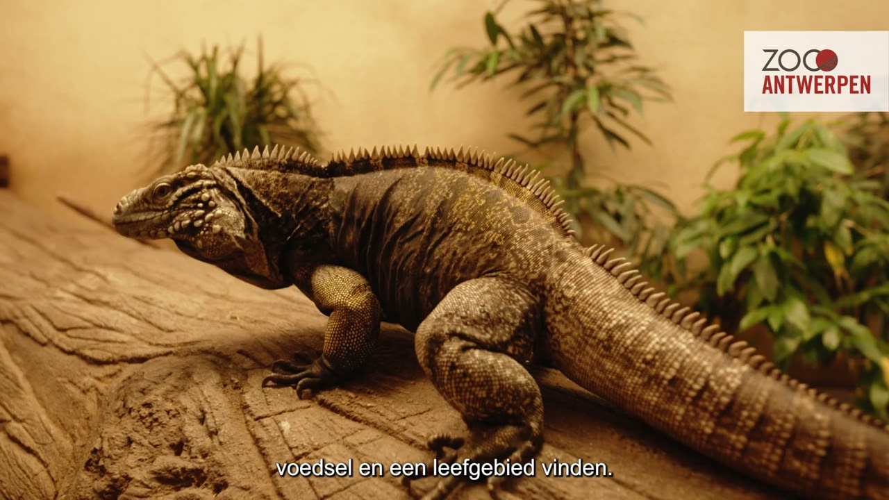 ZOO Antwerpen kweekt voor het eerst vier Cubaanse rotsleguanen