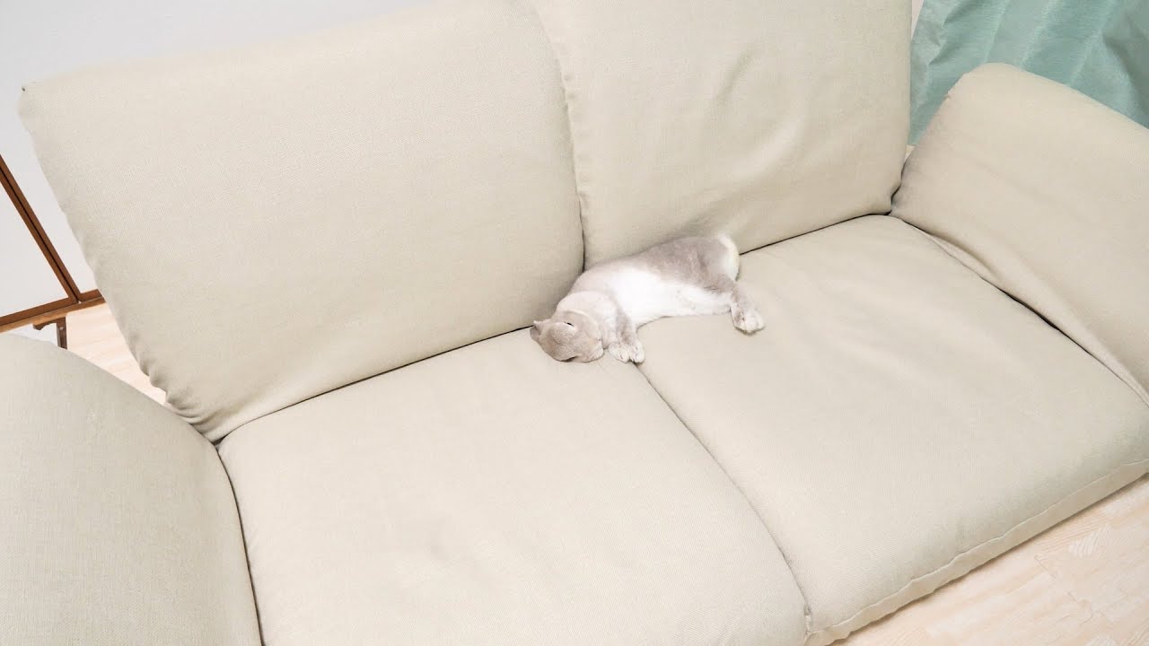 ウキウキで二人掛けソファ導入したら飼い主を差し置いてひとりで満喫しちゃうウサギさん