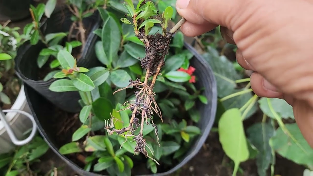 Hướng dẫn dâm cành bông trang sống 90% 