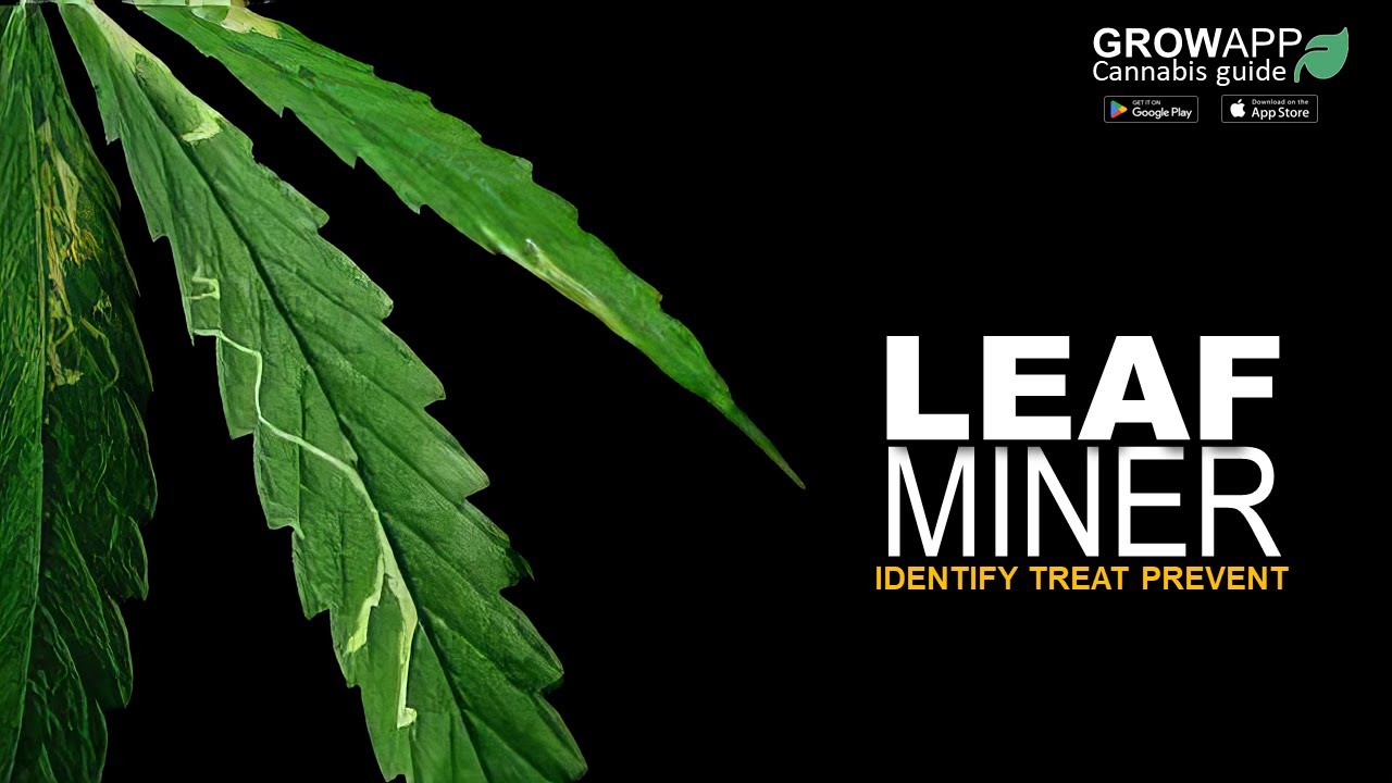 Leaf Miners | Identify, Treat, Prevent