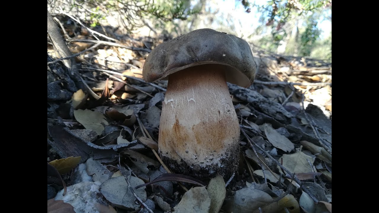 BOLETUS AEREUS increible parte (2)