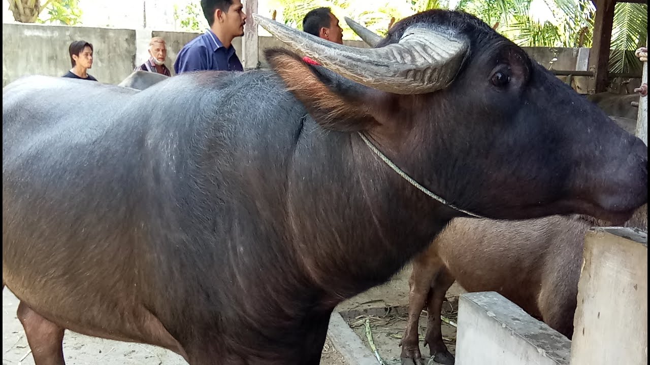 kerbau Jumbo asli Aceh untuk Qurban