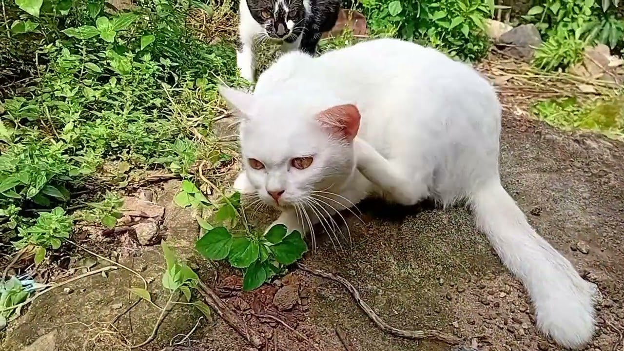 @Kucing putih main bersama sama teman temannya