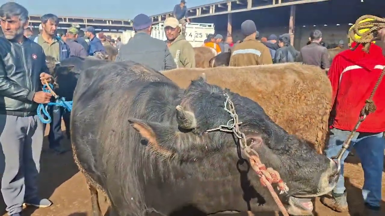 Бозори Хожи Шариф нархи Букахо факат