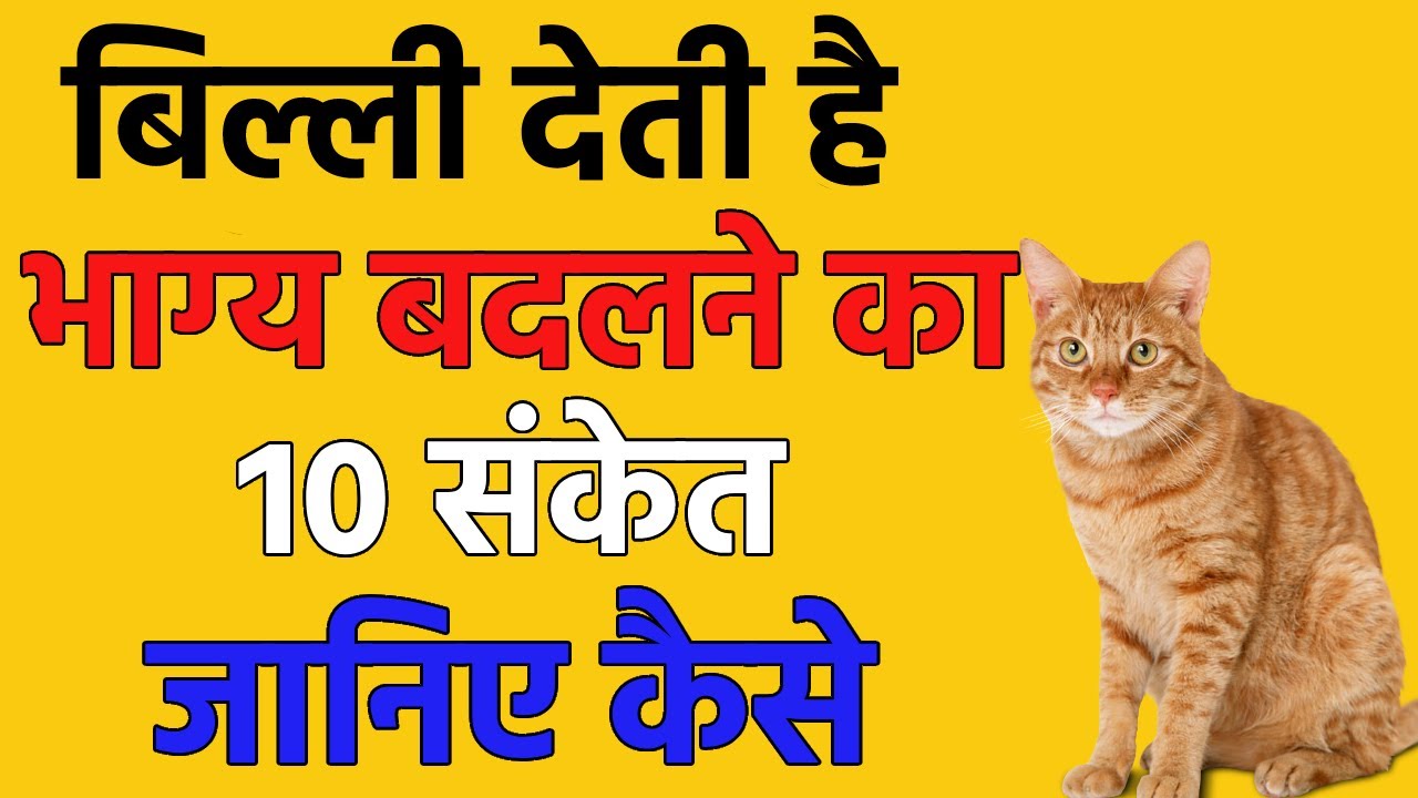 बिल्ली के बताये हुए 10 शुभ संकेत, बिल्ली से जुड़े शकुन-अपशकुन | घर में कौए का आना देता है ये 10 संकेत