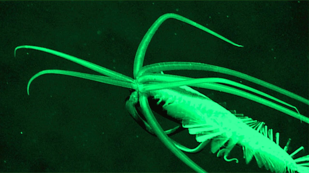 7 Deep Ocean Creatures Discovered by ROVs in the Past 30 Years