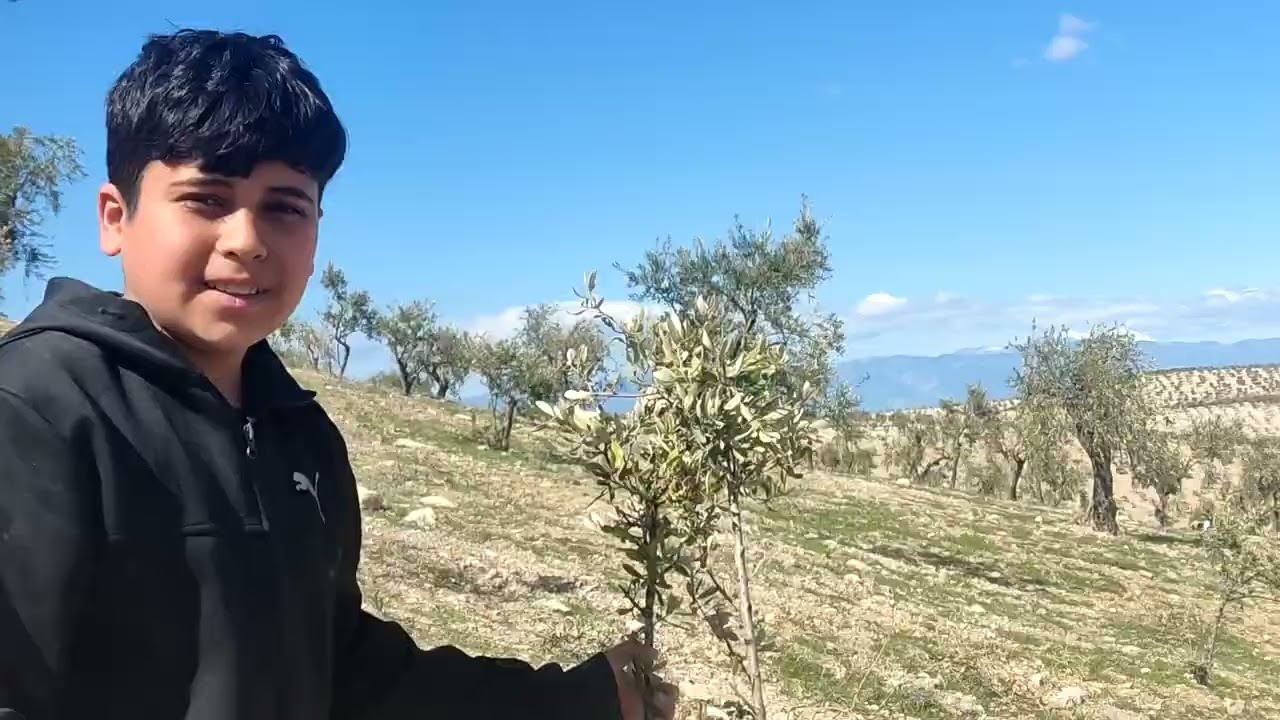 زرعنا أشجار الزيتون أنا ورودي