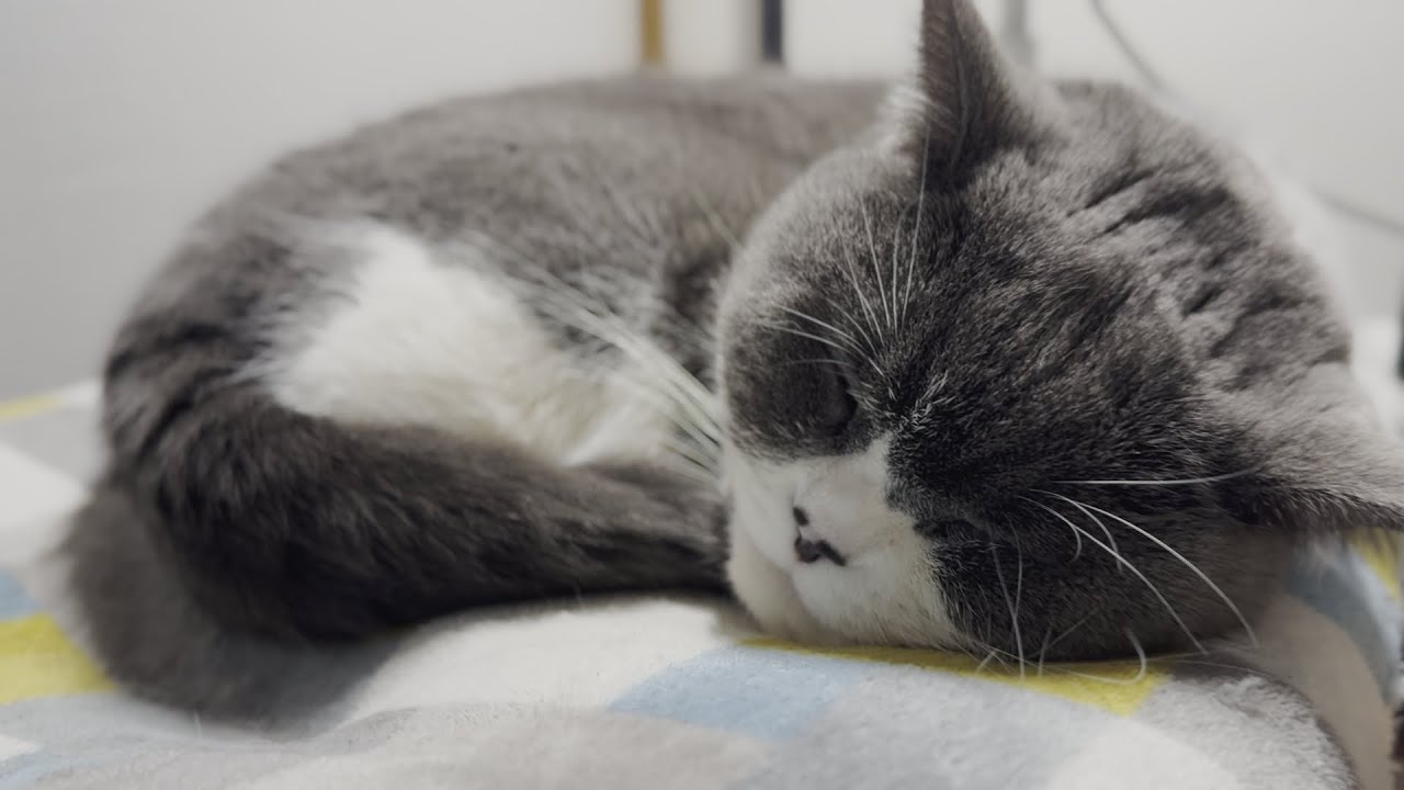今日も「うぅー」って、うなされる