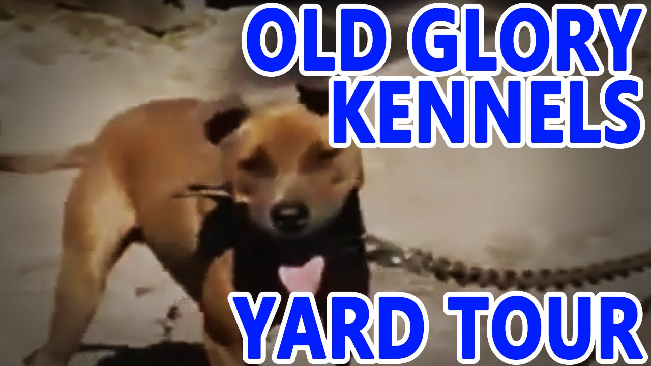 OLD GLORY Kennels | YARD TOUR