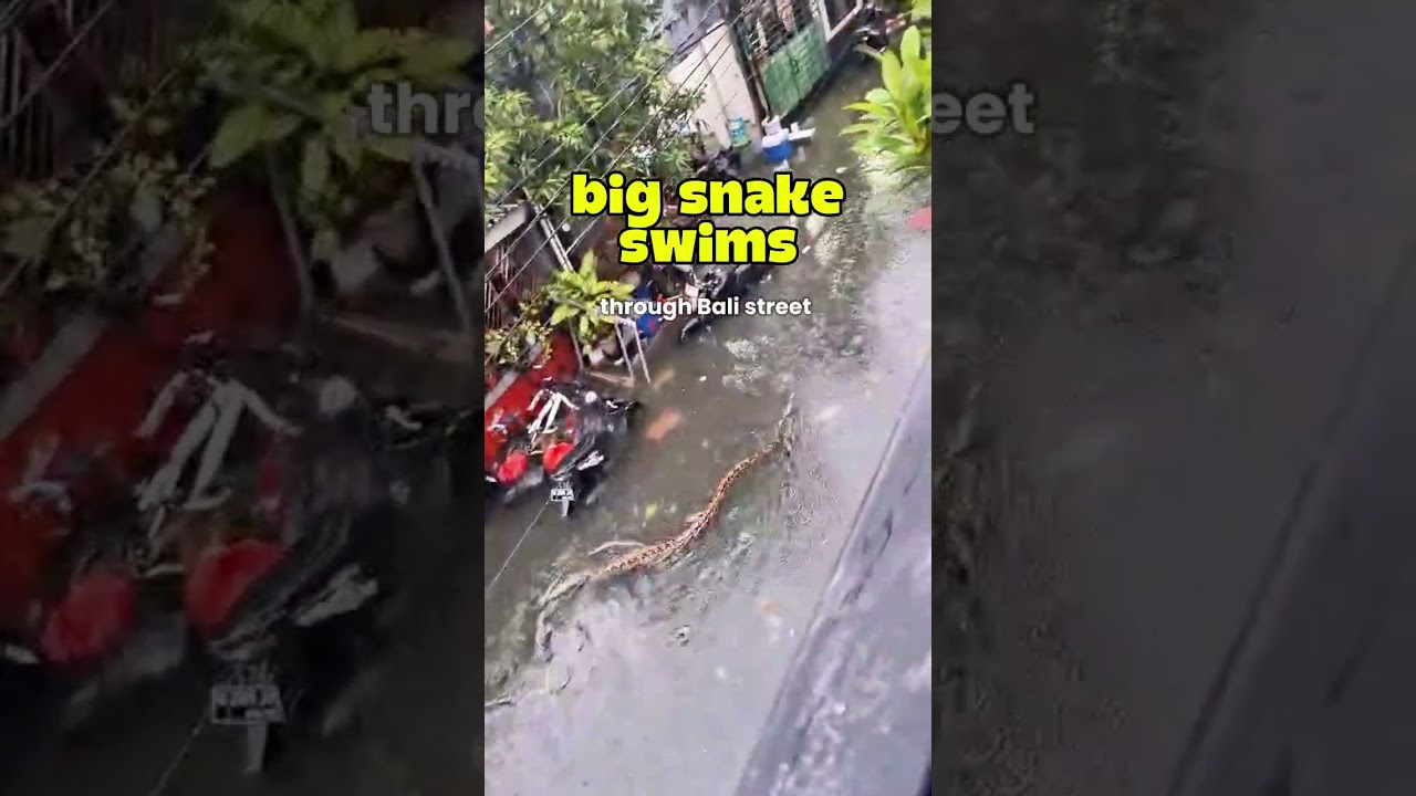 FRIGHTENING MOMENT ‼️Python in Bali Flood #snake #balifloods