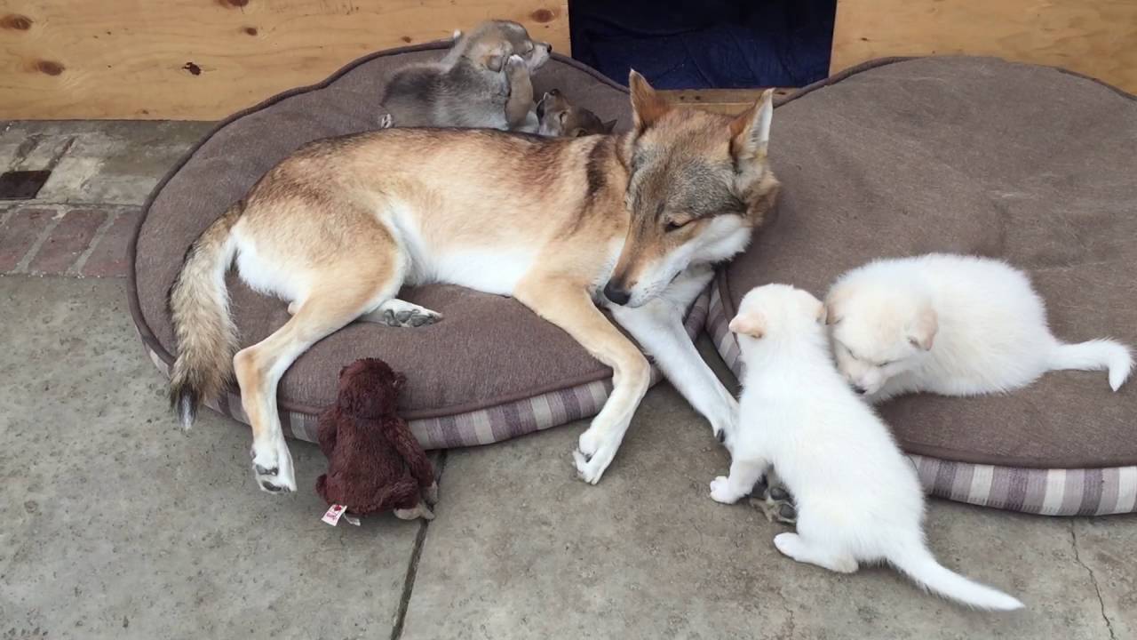 Wolf Hybrid  Playing with his pups