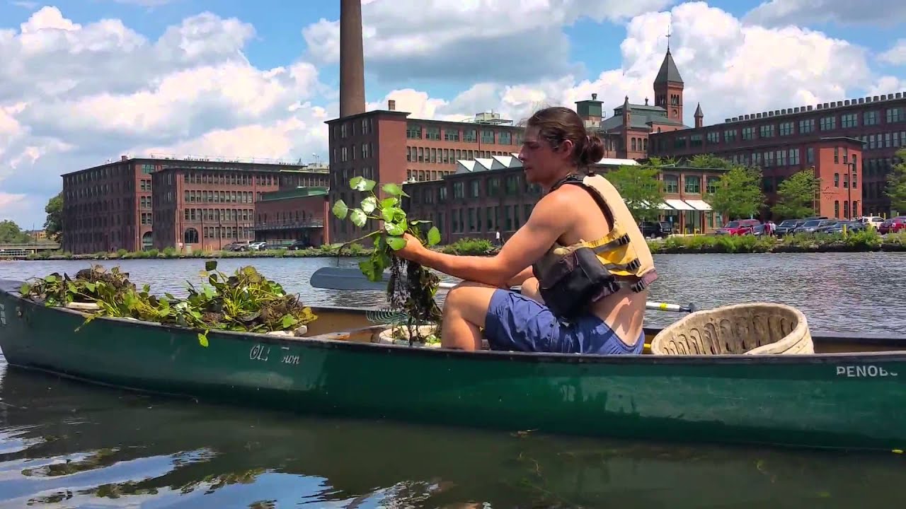 Harvesting the invasive Water Chestnut on the Charles River