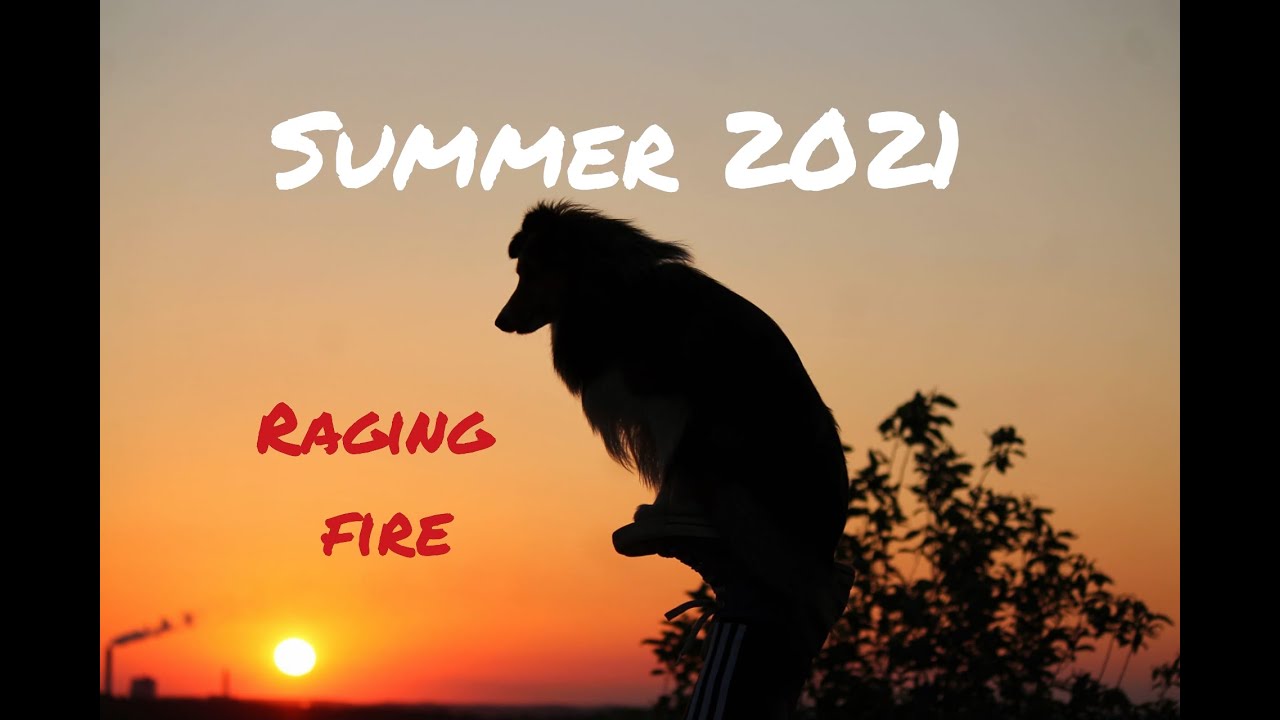 Summer 2021 |Amazing dog tricks