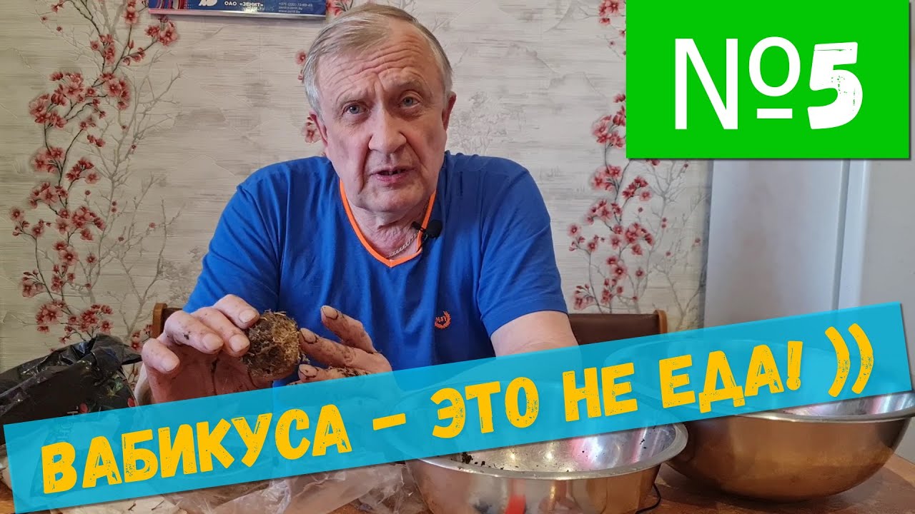 #5 Вабикуса - это искусство / Аквариумистика с Геннадием Посейдонычем