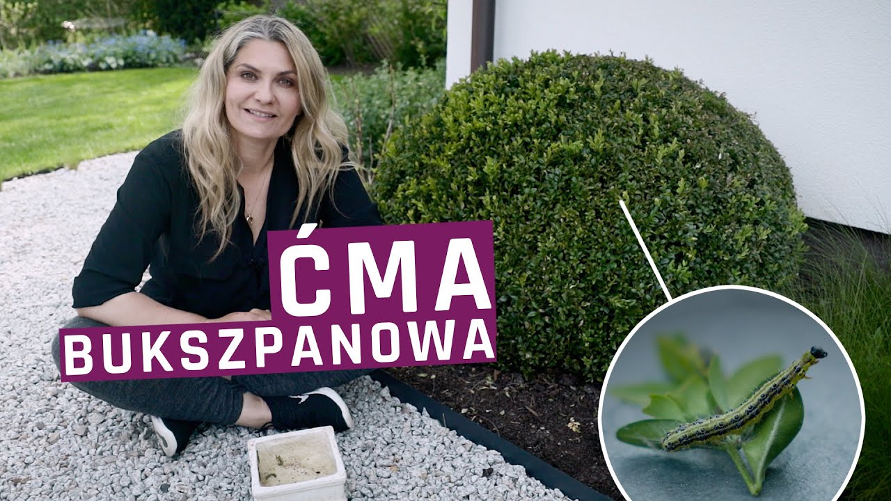 ĆMA BUKSZPANOWA - jak zwalczać ćmę bukszpanową?