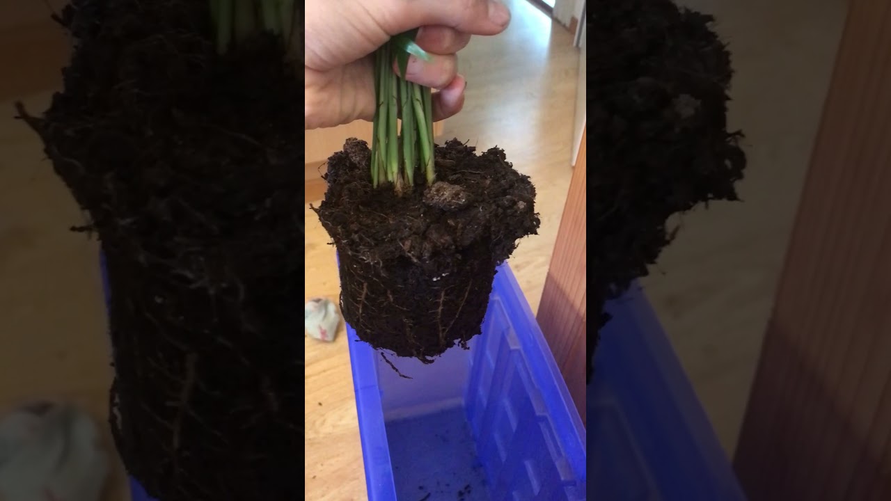 Achatschnecken Terrarium neu einrichten | Achatschnecken