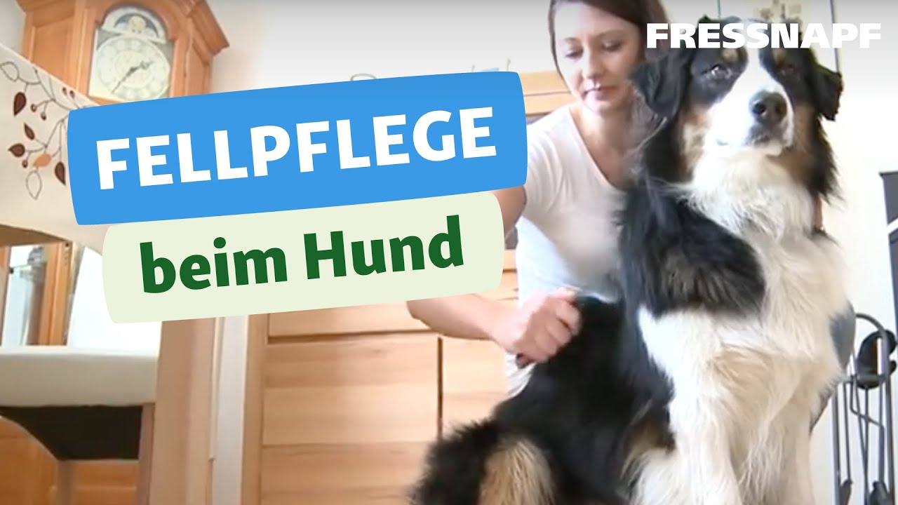 Fellpflege Hund I FRESSNAPF