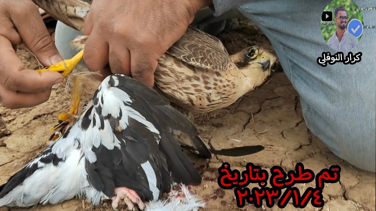 طرح فرخ شاهين جبلي بتاريخ ٢٠٢٣/١/٤