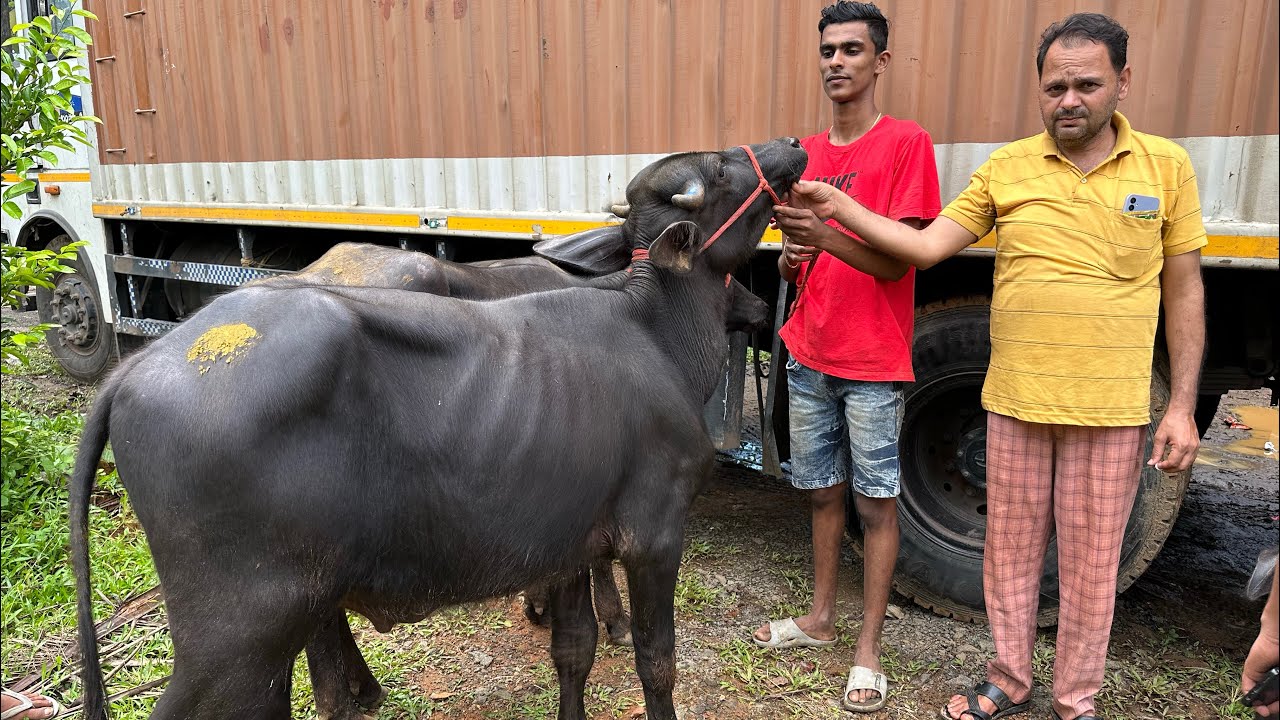 മുറ പോത്തുകൾക്ക്‌ വില കുറഞ്ഞു,കേരളത്തിലെ ഏറ്റവും കുറഞ്ഞ വില| Cherpunkal Murrah Farm Kottayam