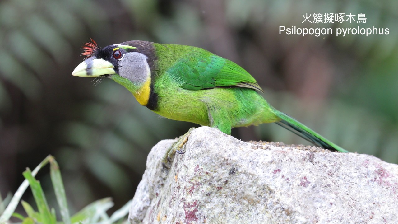 馬來西亞鳥攝之旅 Malaysia Bird photography 2017