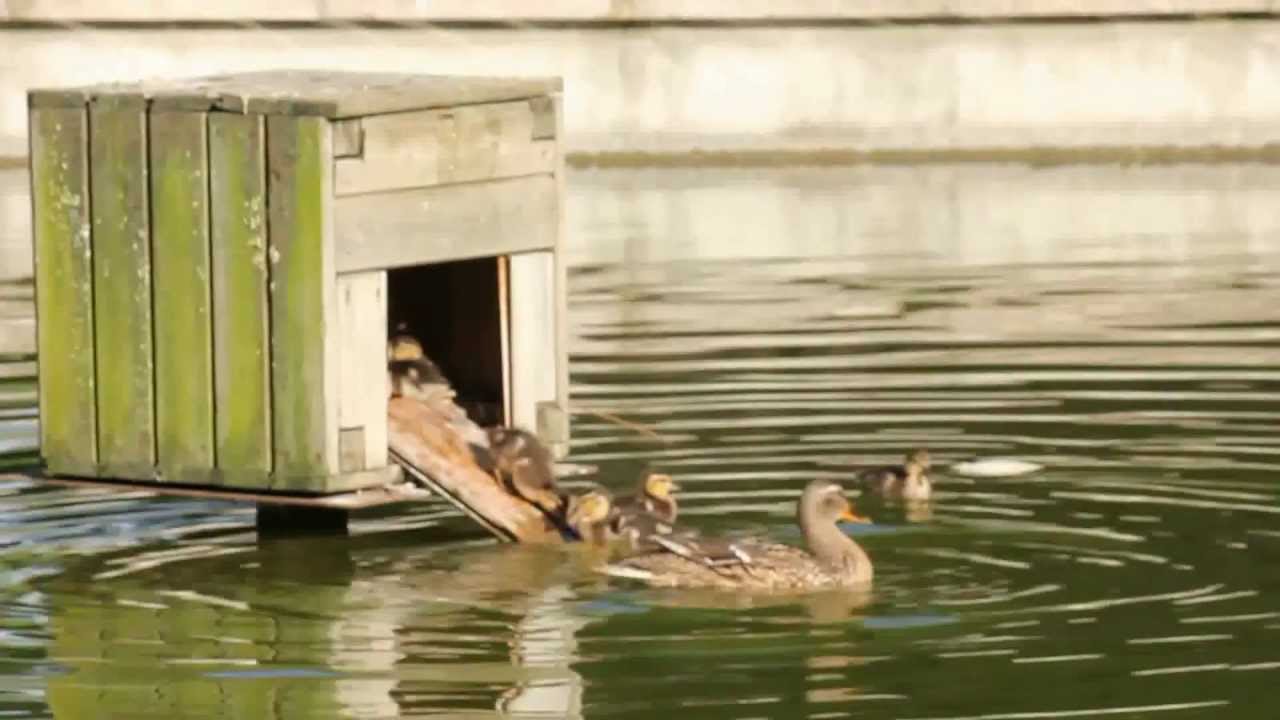 Canard colvert, une cane et ses canetons au parc de bercy à Paris (2/2)