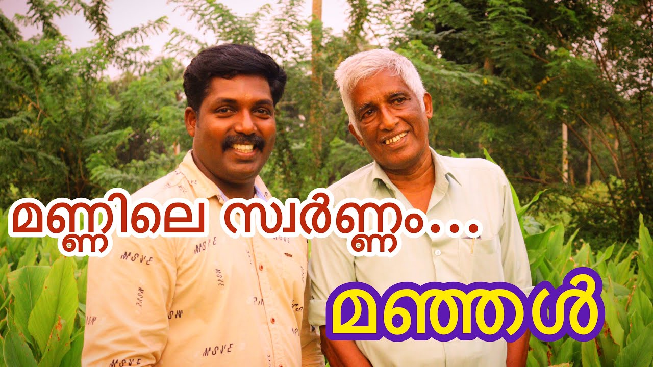 മഞ്ഞൾ സ്വന്തം അസുഖം മാറ്റിയപ്പോൾ അതിന് പകരമായി 5 ഏക്കറിൽ മഞ്ഞൾ കൃഷി നടത്തുന്ന ഈ കർഷകൻ ഒരു പാഠമാണ് ..