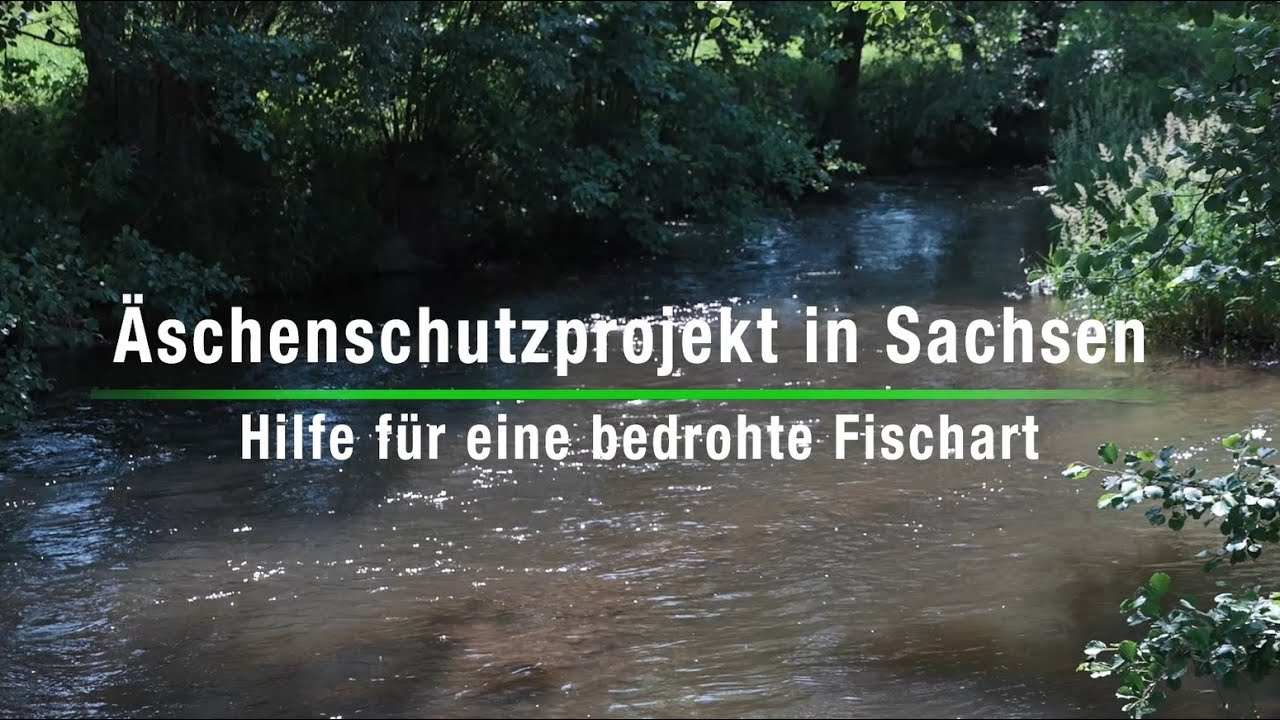Äschenschutzprojekt in Sachsen - Hilfe für eine bedrohte Fischart