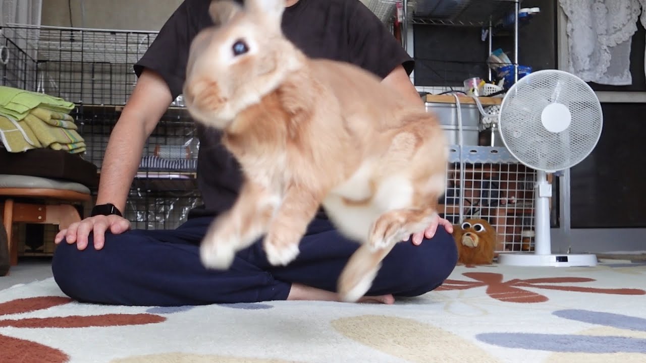 なつきすぎたウサギを制限なく放し飼いにした結果→自由奔放に喜び大爆発　(No.1250)