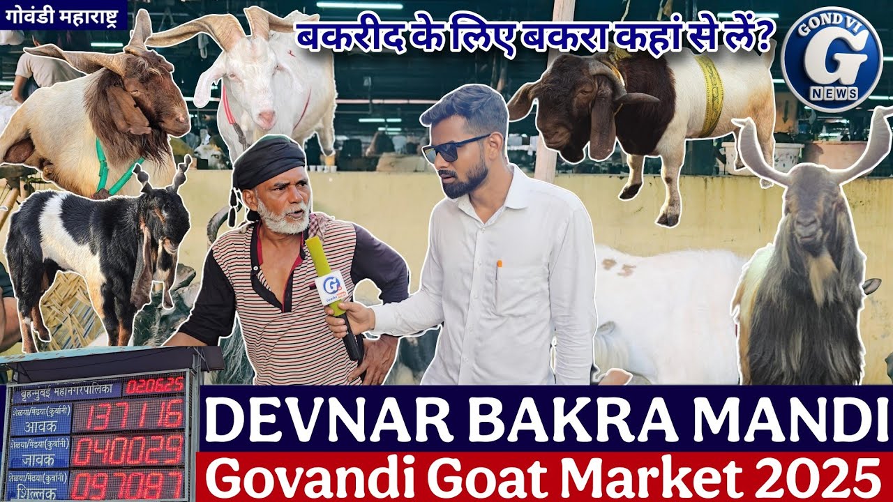 Devnar Bakra Mandi 2025 🐐 || देवनार बकरा मंडी || Mumbai Bakra Mandi #Devnar #BakraMandi
