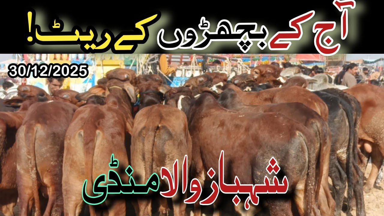  shehbaz Wala Mandi Calf Rates Today 🐄 | Qavi Baba Bahawalnagar
