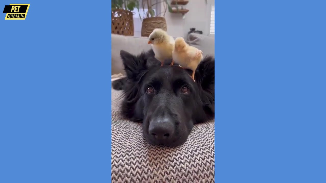 Hilarious Funny Dog Compilation| Cutest and Funniest Dogs Ever! Compilation #81 | Pet Comedia