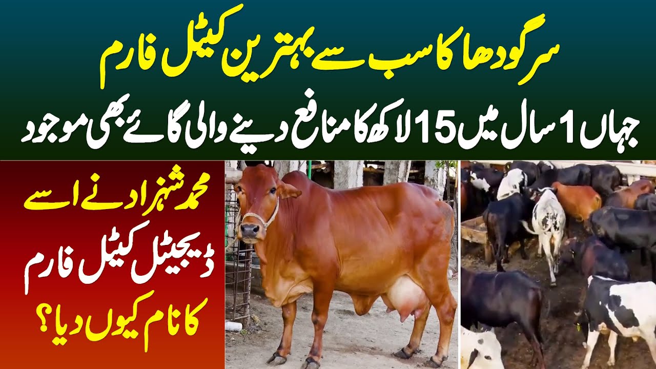 Sargodha Ka Sab Se Behtareen Cattle Farm Jahan 1 Sal Main 15 Lakh Ka Munafa Dene Wali Cow Bhi Mojud