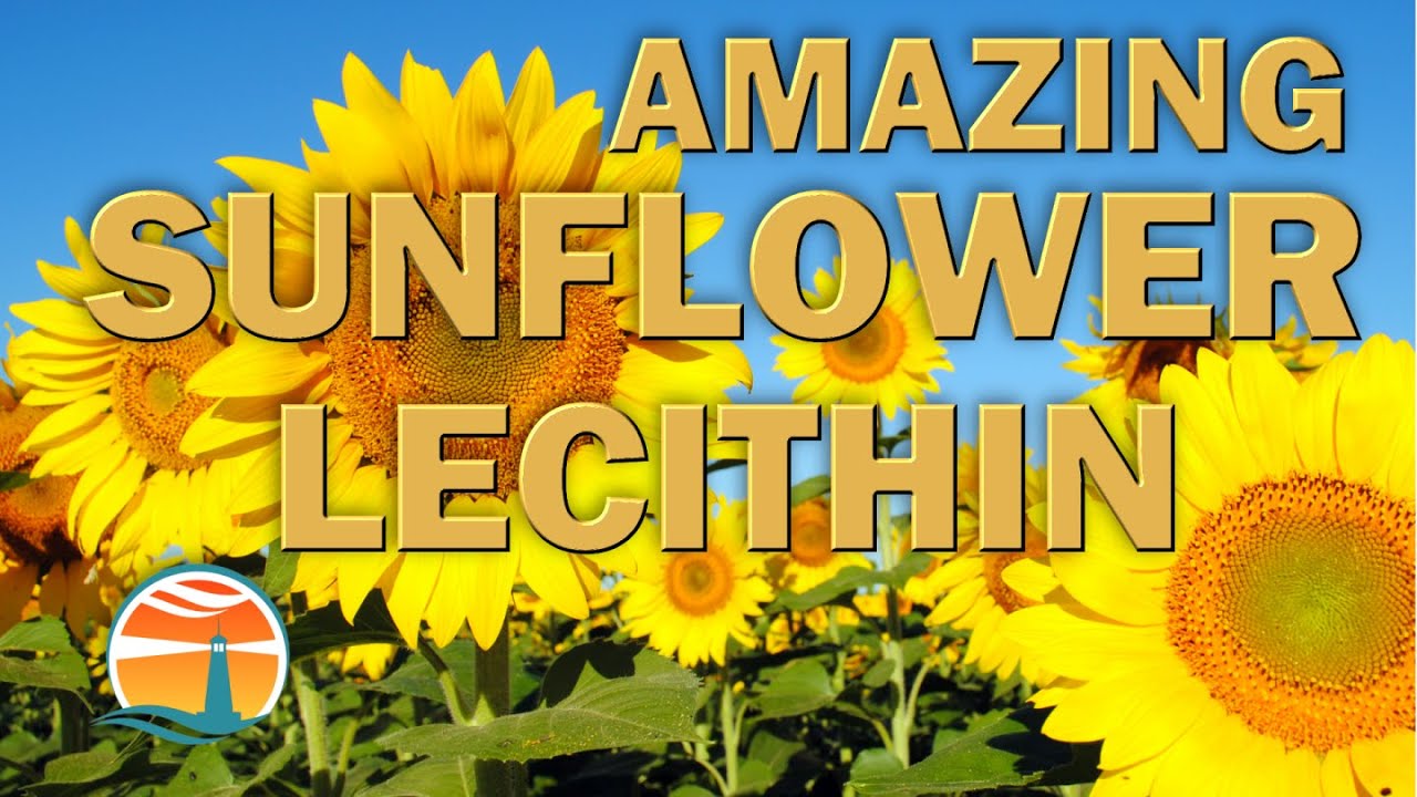 Amazing Sunflower Lecithin