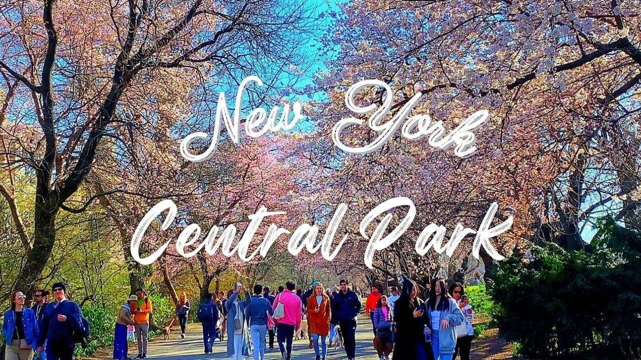 NYC Central Park Cherry Blossoms Highlights Beautiful Flowering Spring Walks