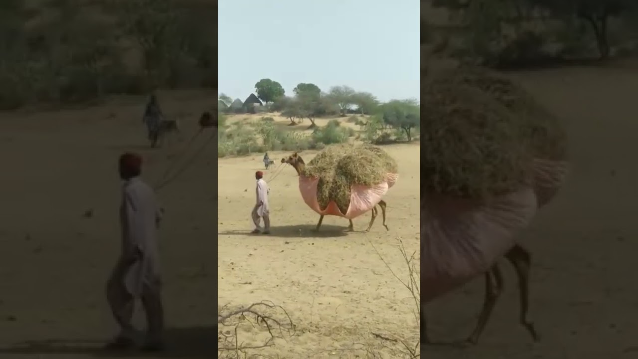 Load on Beautiful Camels #Tharparkar #camels #beautyofthar #shortvideo