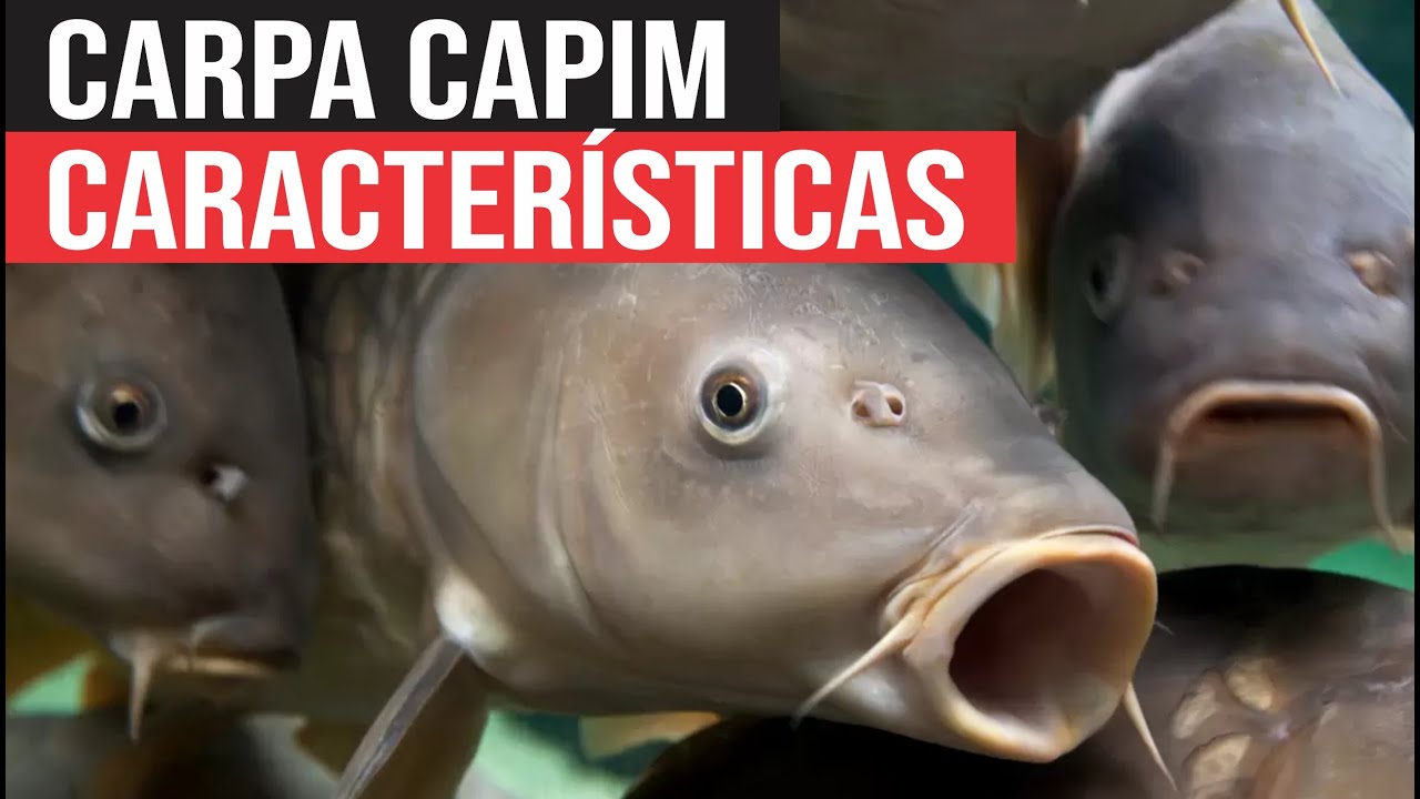 O que é Carpa Capim e quais as Características da Espécie