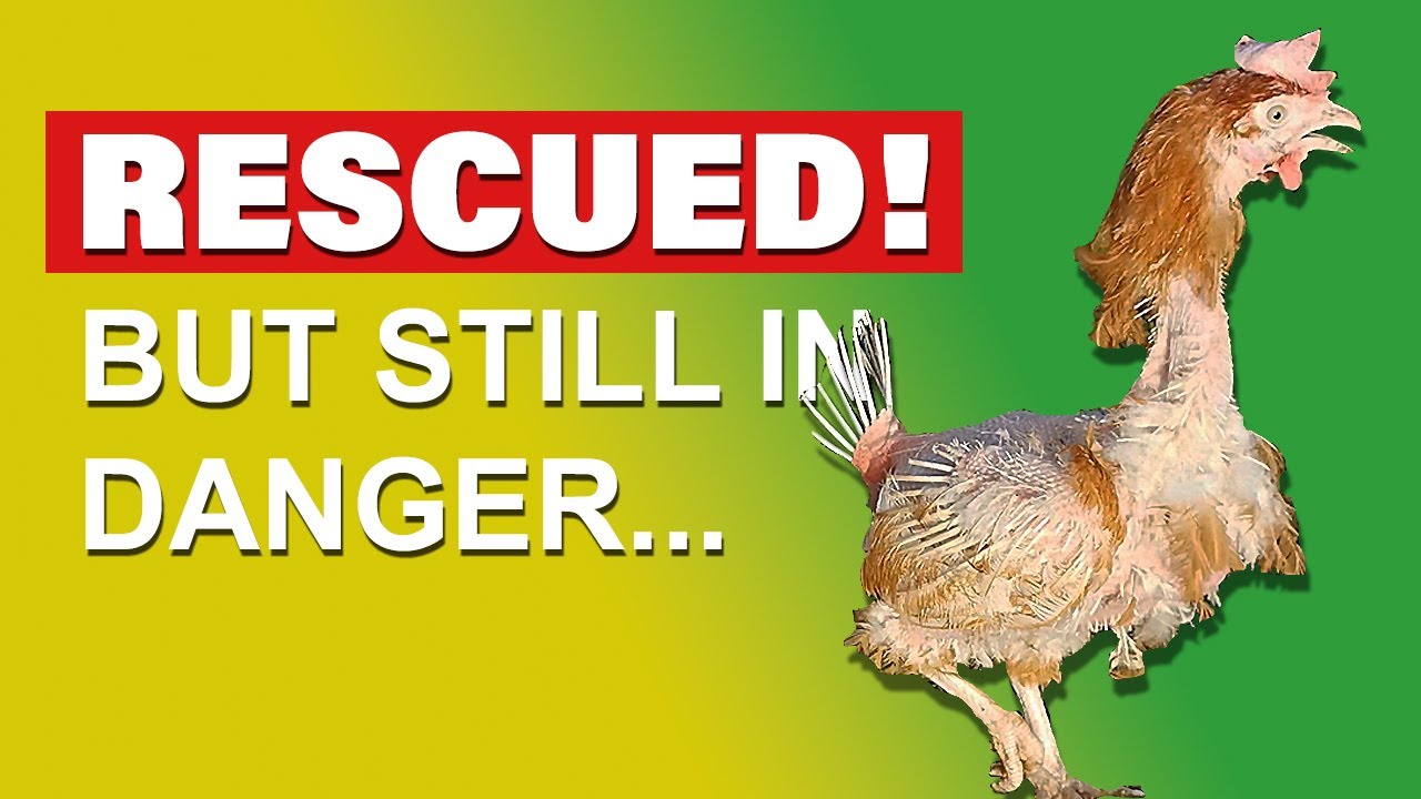 Rescue chickens attacked by flock