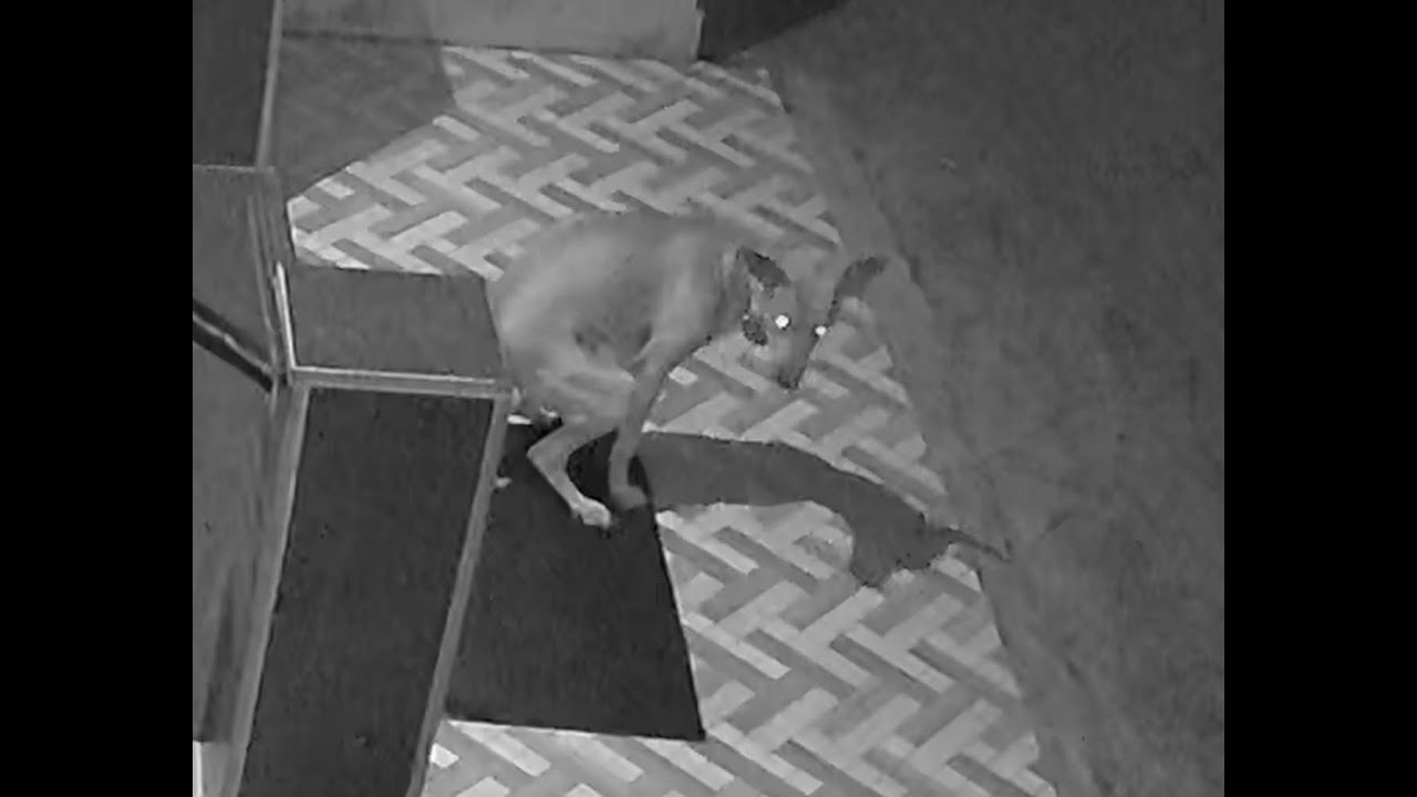 Serial pooper caught on camera | Shit and run crime